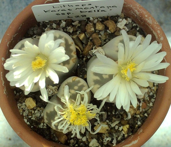 [Lithops karasmontana bella[3].jpg]