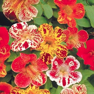 [Mimulus[2].jpg]
