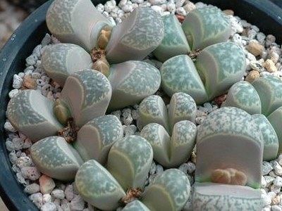 [Lithops hermutii[3].jpg]