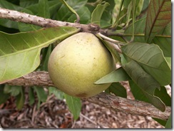 Pouteria Hypoglauca - Cinnamon Apple MFSP