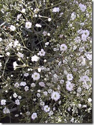Gypsophila_paniculata