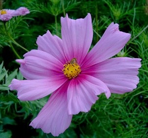 [cosmos_bipinnatus[2].jpg]