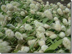 Lagurus