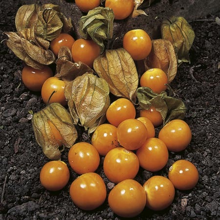 [CapeGooseberry Little Lantern[2].jpg]