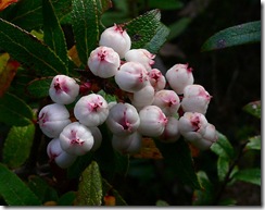 Gaultheria hispida
