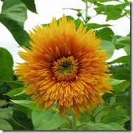 S Giant Sungold S Giant Sungold