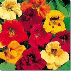 Nasturtium Dwarf Jewel