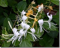 Lonicera japonica Lonicera japonica