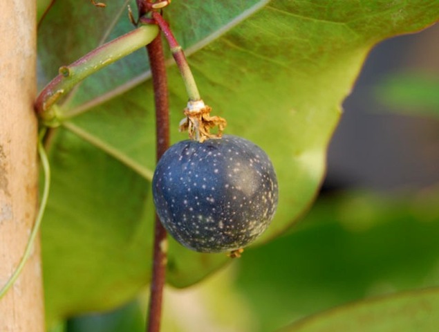 [Passiflora coriacea[2].jpg]