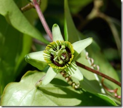 Passiflora coriacea1