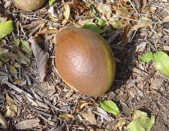 [uganda_powder_flask[2].jpg]