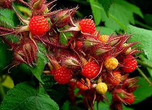 [Rubusphoenicolasius[2].jpg]