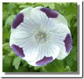 1 nemophila_maculata 1 nemophila_maculata