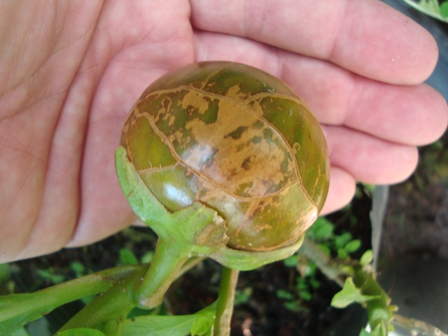 [Solanum macrocarpum (5)[2].jpg]