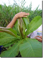 Terminalia_copelandii