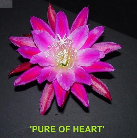 [Epi Pure of Heart[4].jpg]