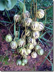 Solanum caripense3