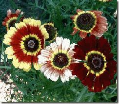 Crisantemo Tricolor