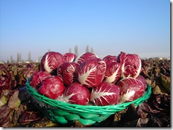 radicchio di verona