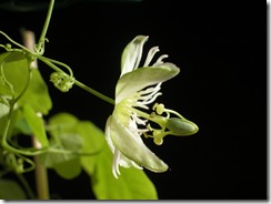 Passiflora_gracilis