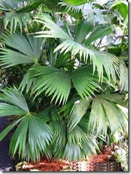 carludovica palmata1