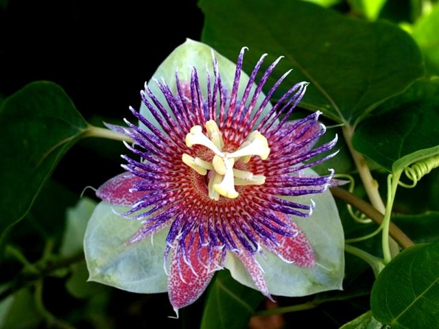 [Passifloramaliformis22.jpg]