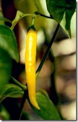 Pepper Cayenne Gold