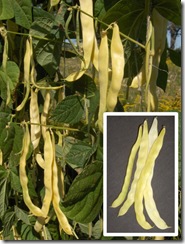 Bean Marvel of Venice