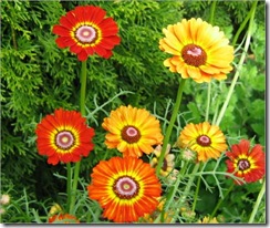 Painted Daisy