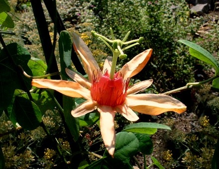 [Passiflora aurantia[2].jpg]
