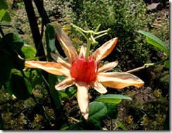 Passiflora aurantia