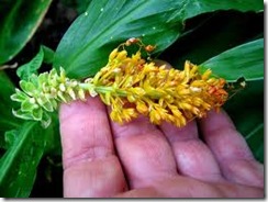 Globba marantina