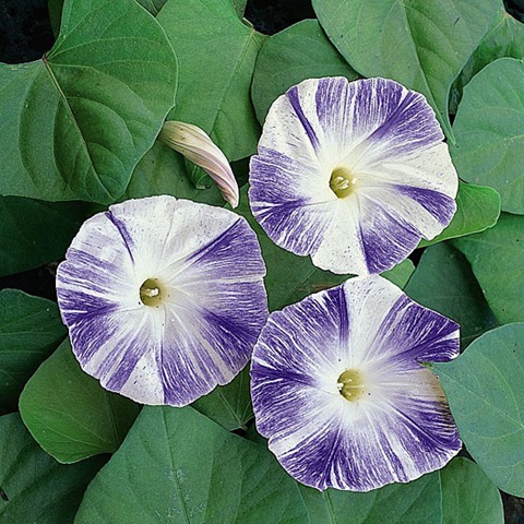 [Ipomoea_Flying_Saucers_tmseeds_1_lg3.jpg]