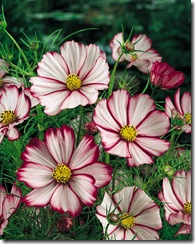 cosmos picotee