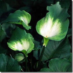 Zantedeschia aethiopica Green Goddess
