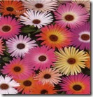 Mesembryanthemum bellidiformis