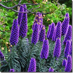 Echium fastuosum1