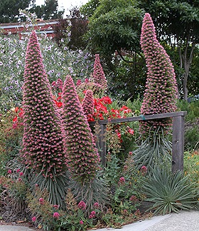 [Echium_wildpretii1[2].jpg]