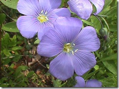 Linum usitatissimum