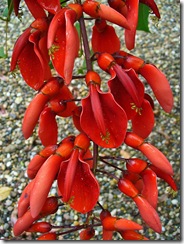 Erythrina_crista-galli