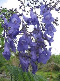 [Jacaranda[2].jpg]