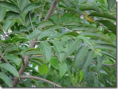 Guacatonga1