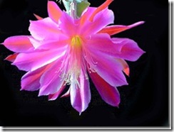 clip_image008