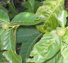 [Diospyros brasiliensis[2].jpg]