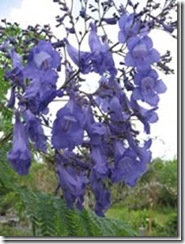 clip_image077