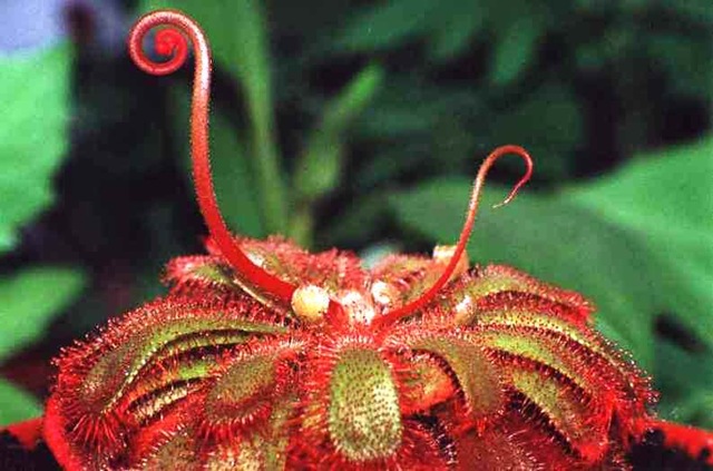 [Drosera aliciae[2].jpg]