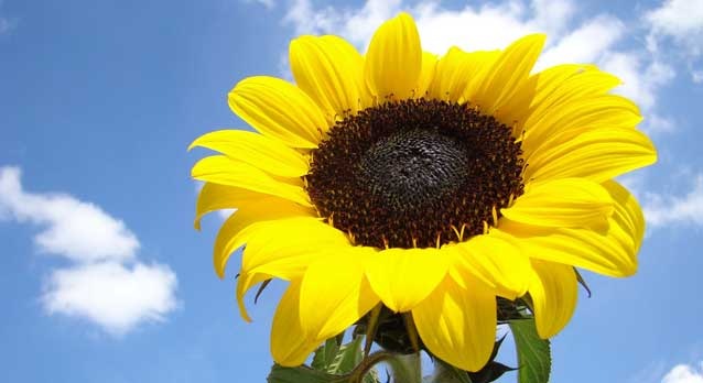 [Helianthus annuus Giganteum[2].jpg]