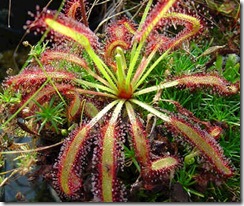 Drosera capensis