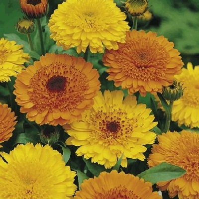 [Calendula Princess Golden[2].jpg]
