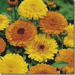 Calendula Princess Golden